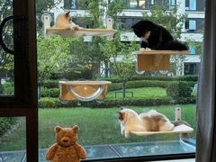 -欣宠猫屋·矮脚拿破仑·蓝金金渐层