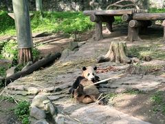 -都江堰中华大熊猫苑