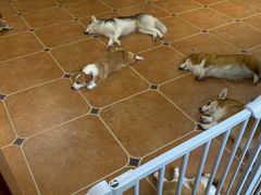 -柯斗斗主题餐厅·狗咖·围炉煮茶·茶饮(国瑞升平里店)