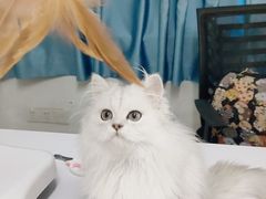 -lincat·猫舍(广州店)