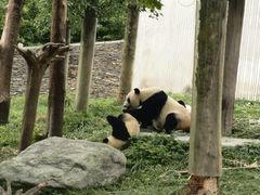 -卧龙中华大熊猫苑神树坪基地