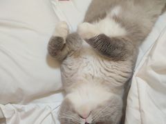 -瑞派康怡24h宠物医院·犬猫医疗中心·微创绝育(瑞景分院)