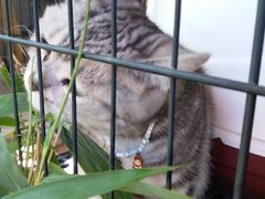 -海边的猫和咖啡馆