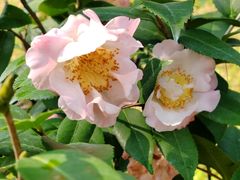 -深圳国际园林花卉博览园