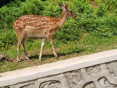 -大连森林动物园