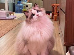 -小猫来了·猫咪专售(红山六九七九店)