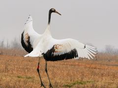 -盐城丹顶鹤湿地生态旅游区