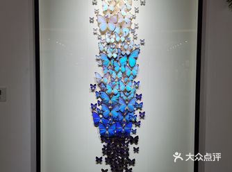 美国艺术家的昆虫标本艺术展