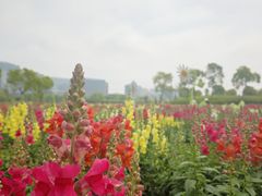 -春花秋色城市公园