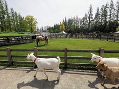 -前小桔亲子创意农场·草莓采摘·露营烧烤