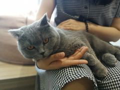 -藏猫猫咖啡主题馆(中央大道店)