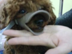-爱宠屋pet shop·宠物洗澡·宠物美容