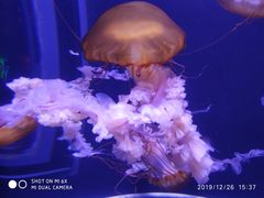 -成都浩海立方海洋公园