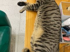 -御宝贝·A梦猫科宠物医院(国际猫友好医院)