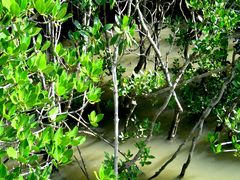 -东寨港红树林旅游区