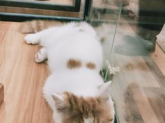 -袖虎·猫馆(体育西路店)