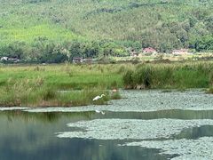 -腾冲北海湿地