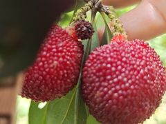 -西山樟坞健康果园枇杷杨梅采摘