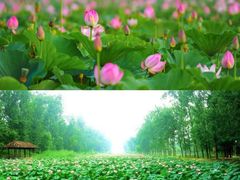 -滕州微山湖红荷湿地景区