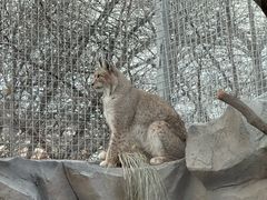 -青藏高原野生动物园