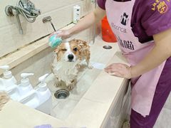 -暖阳宠物医院·犬猫康复中心·骨科