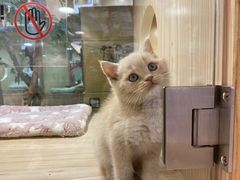 -屋虎猫馆(宝安大仟里店)