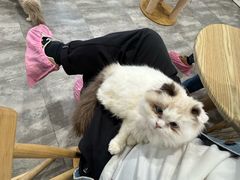 -楼上猫咖(罗湖店)