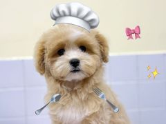 -Oh My Dog宠物沙龙(伊珊娜皮毛护理店)