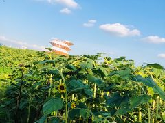 -光明小镇欢乐田园