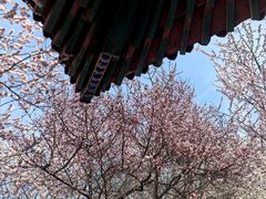 -桃花堤公园