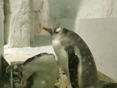 -大连圣亚海洋世界