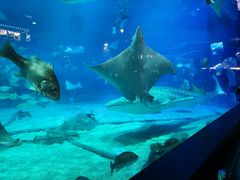 -烟台海昌鲸鲨海洋公园