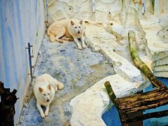 -大连森林动物园