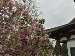 -西安青龙寺遗址景区