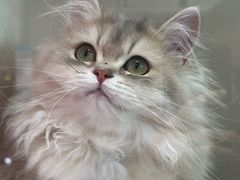 -青奢宠物·青奢猫舍