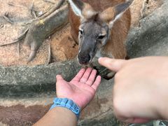-深圳野生动物园