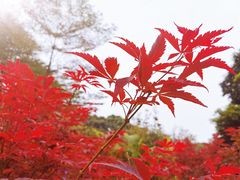 -广州市帽峰山景区