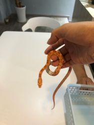 -Moni星球萌宠·小马宝莉·灵蛇·高端高阶全萌宠互动体验俱乐部(红豆国际广场店)