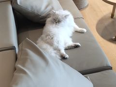 -猫腻·猫咖·撸猫馆(星光大道店)