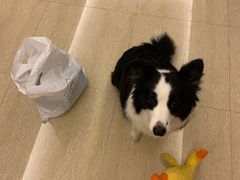 -萌兽医馆·宠物医院·猫骨科(创景店)