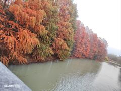 -上海海湾国家森林公园