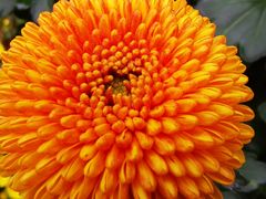 -菊花台公园