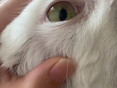 -喜多萌中农锦绣动物医院24H·猫科·牙科MRI·CT