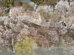 -桃花堤公园