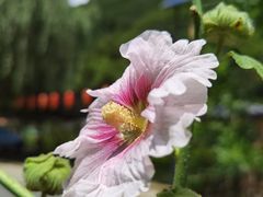 -牛背梁国家森林公园