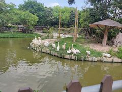 -深圳野生动物园