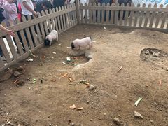 -鄂尔多斯野生动物园