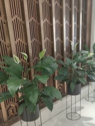 -禾丽康美医疗美容医院