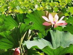 -莲花池公园