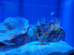 -上海海洋水族馆